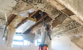 Why You Should Choose Our Mold Remediation Services in Harristown, IL